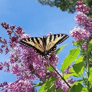 Meet your Posher, Stéfany